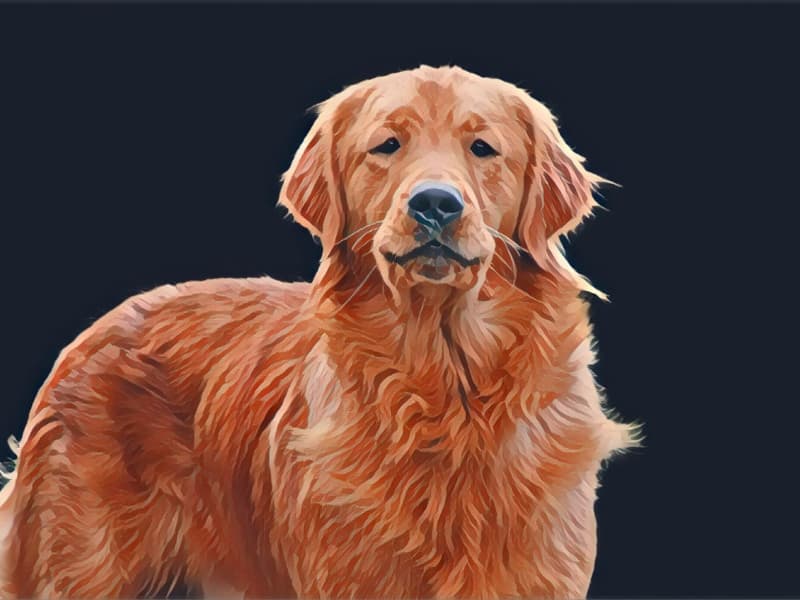 Artistic rendering of a Golden Retriever dog.