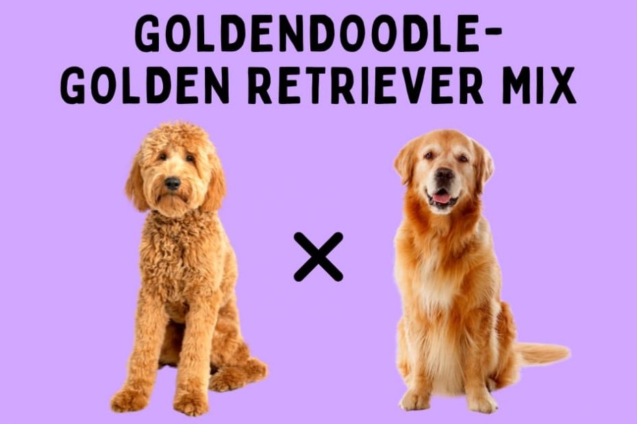 Goldendoodle sitting next to a Golden Retriever with text above saying "Goldendoodle-Golden Retriever Mix"