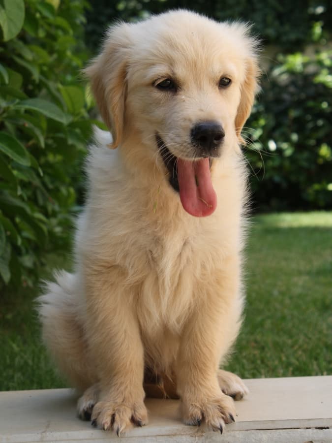 Golden Retriever puppy sitting outside with his tongue out.