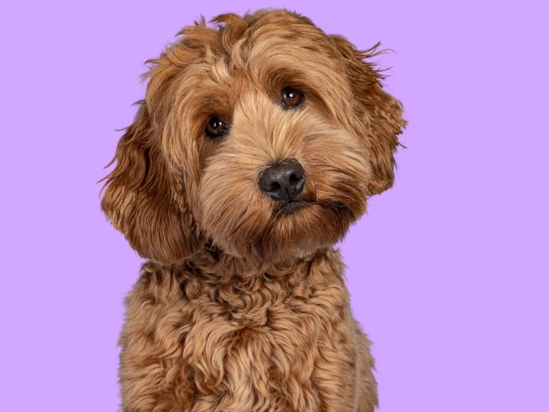 Goldendoodle with a sweet face posing for a picture with a purple background.