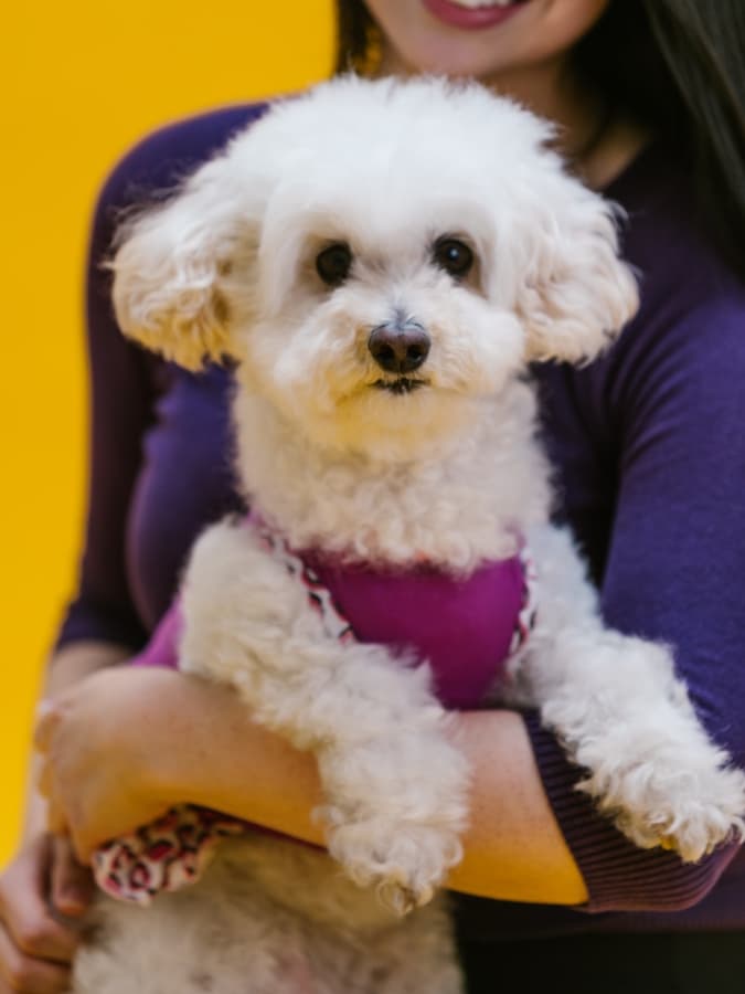 A woman holding a white Mini Poodle in her arms.