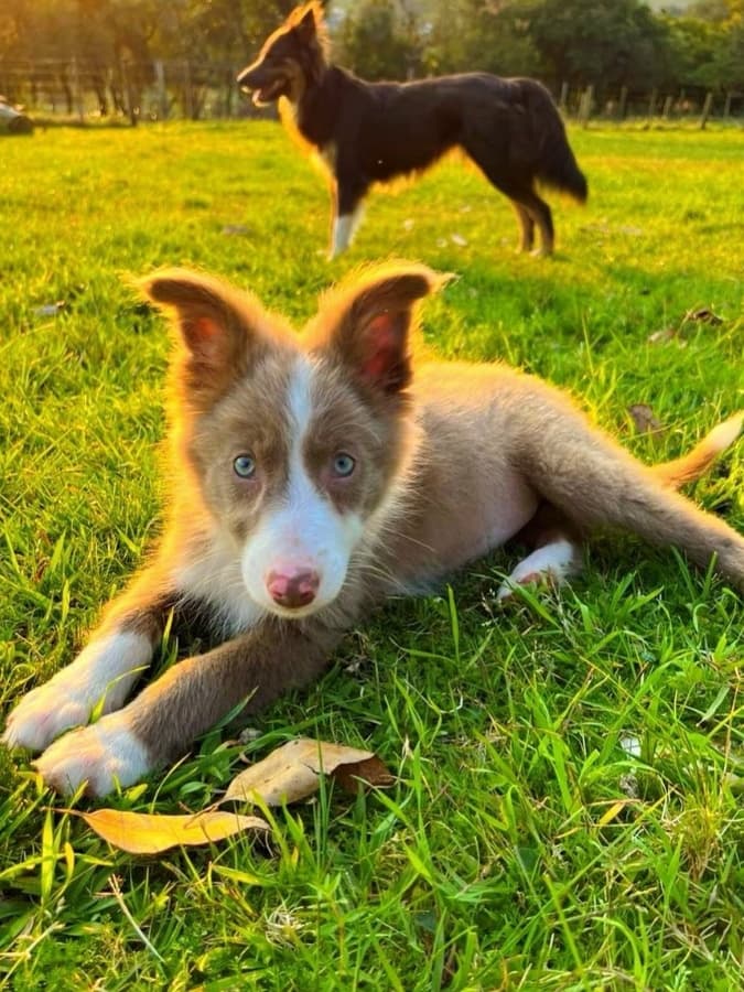 Lilac Border Collie puppy laying in the grass outside.