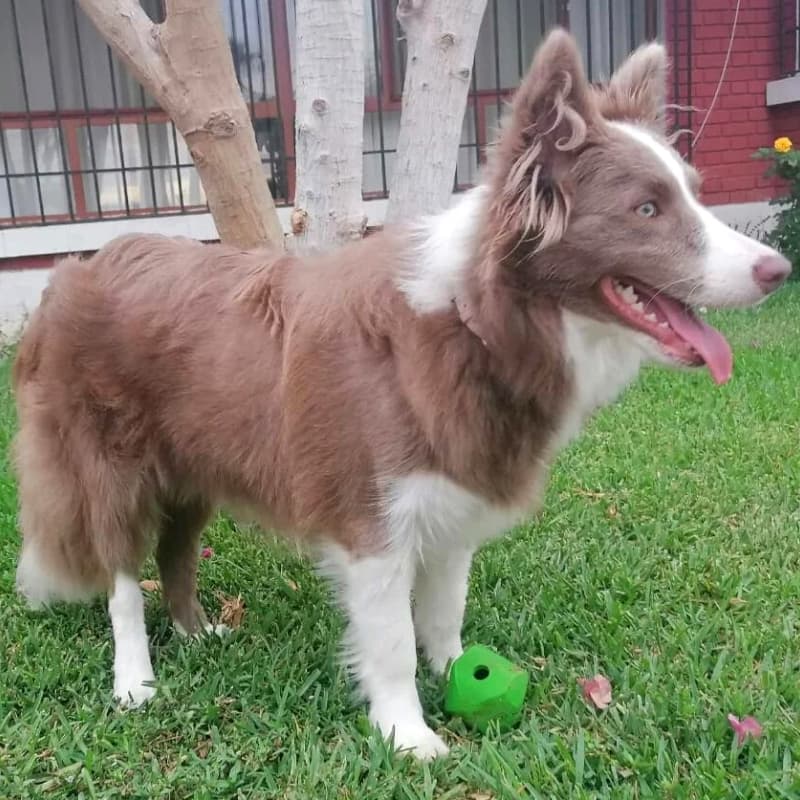 Adult lilac Border Collie with his ball in the background.