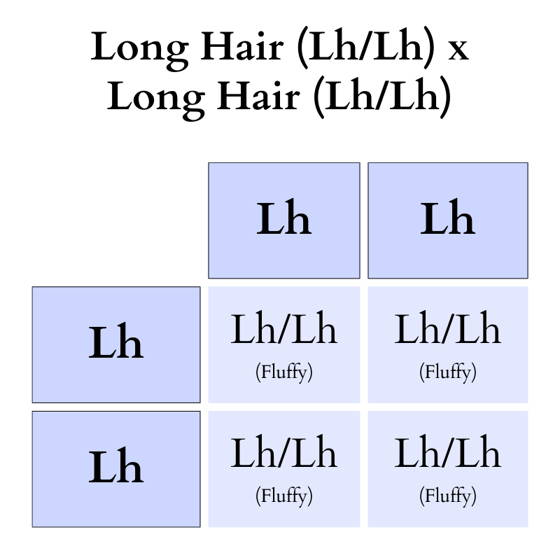 Punnett square showing genotypes for long hair crossed with long hair alleles.