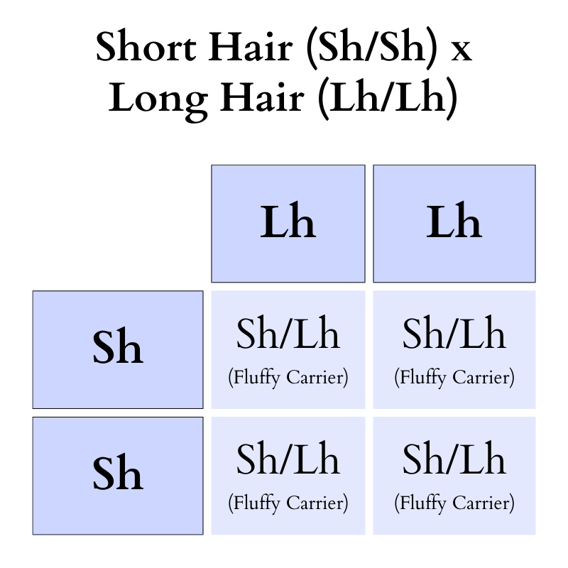 Punnett square showing genotypes for short hair crossed with long hair alleles.