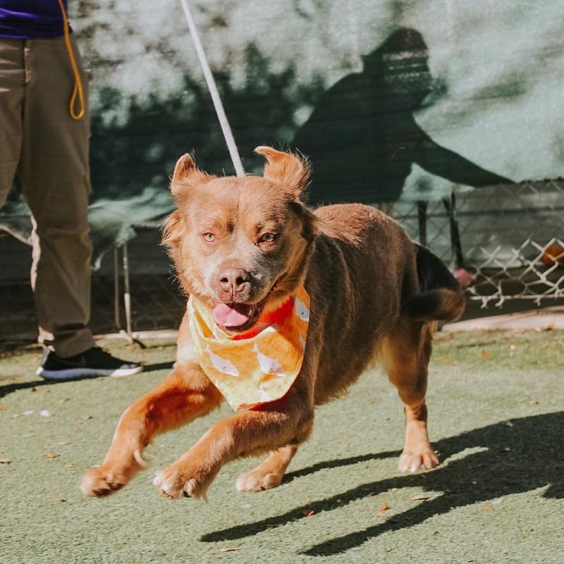 Brown fluffy Pit Bull sprinting around a dog park.