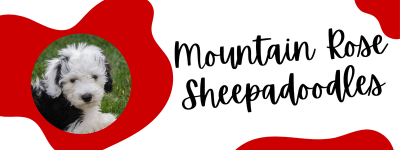 Crimson red and white decorative banner with a Sheepadoodle dog and text saying "Mountain Rose Sheepadoodles".