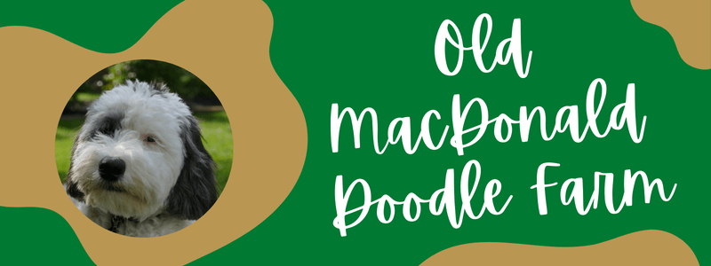 Celtic green and gold banner with a Sheepadoodle face and text reading "Old MacDonald Doodle Farm."