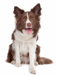 Lilac Border Collie: One of the Rarest Colors Explained!