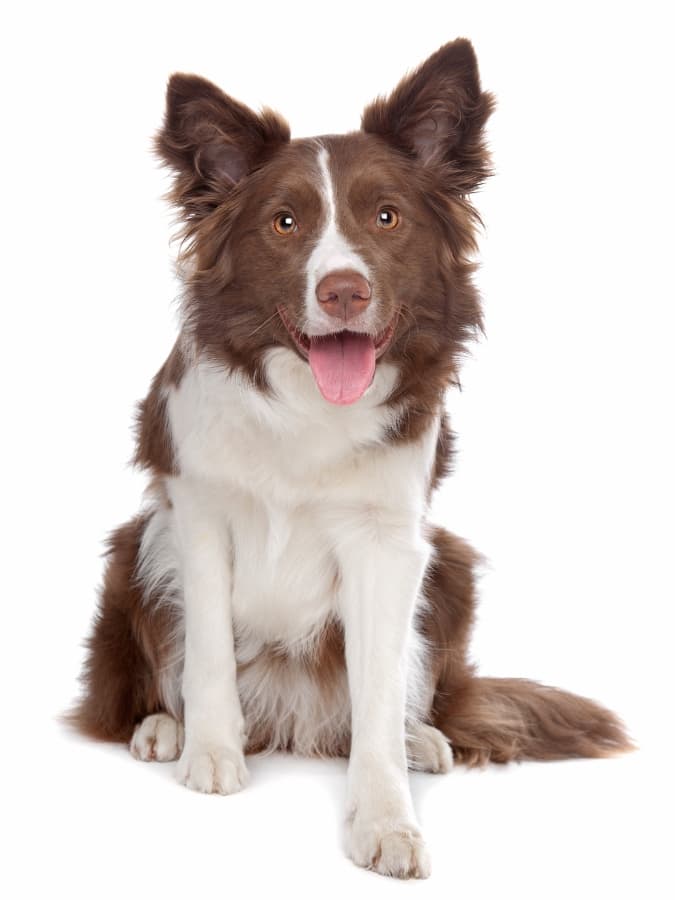 Red Border Collie looking eagerly at the camera while standing up.