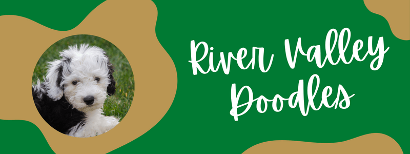 Celtic green and gold banner with a Sheepadoodle face and text reading "River Valley Doodles."