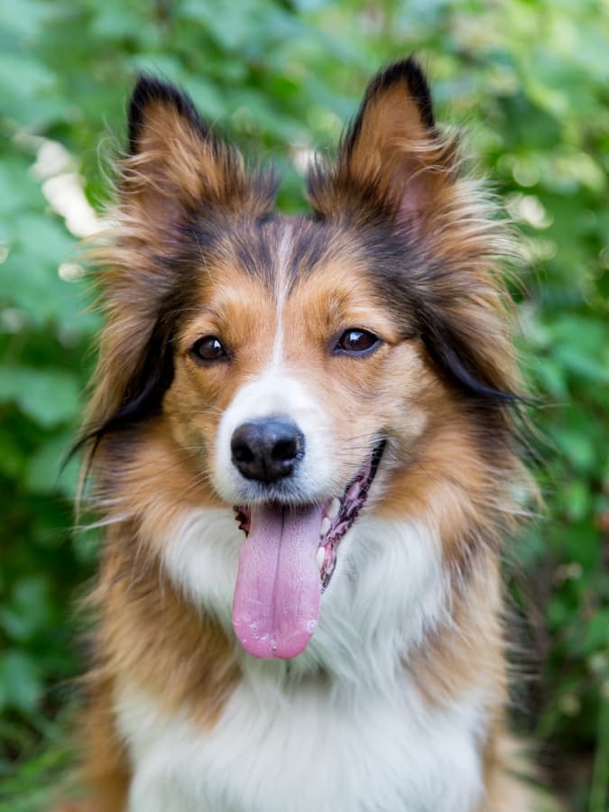 Sable Border Collie with his tongue out.