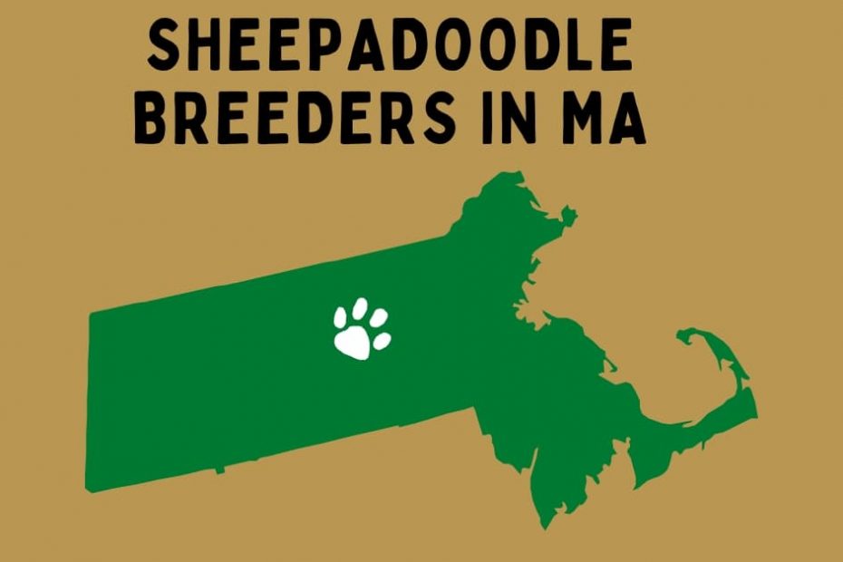 The state of Massachusetts in Celtics green and gold with text saying "Sheepadoodle Breeders in MA."