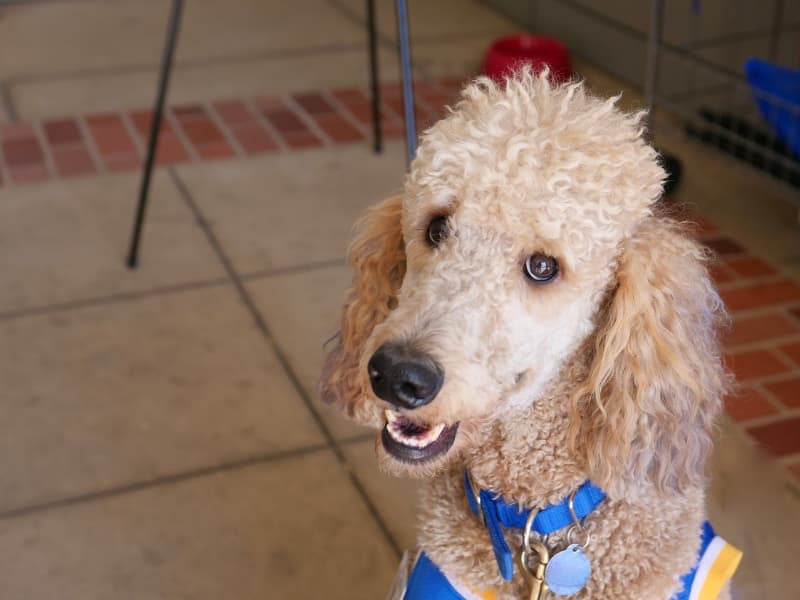 Standard Poodle being a good boy and smiling for a picture.