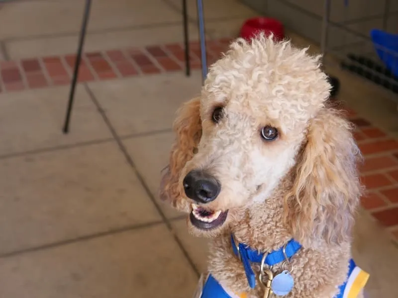 Standard Poodle being a good boy and smiling for a picture.