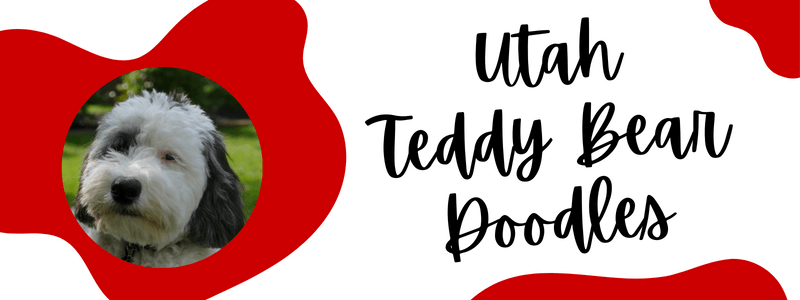 Crimson red and white decorative banner with a Sheepadoodle dog and text saying "Utah Teddy Bear Doodles".