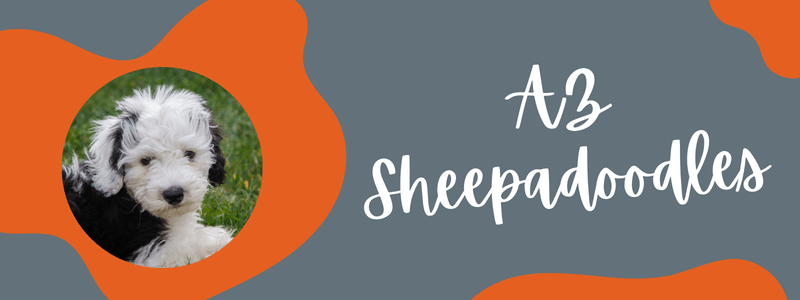 Orange and grey decorative banner with a Sheepadoodle dog and text saying "AZ Sheepadoodles".