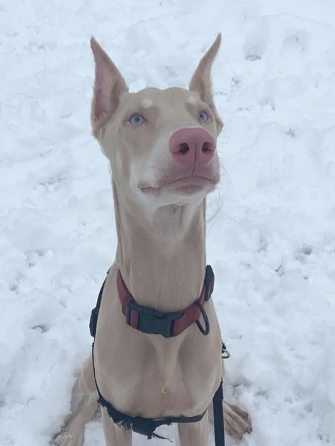 An albino Doberman with a pink nose and blue eyes, sitting on the snow.