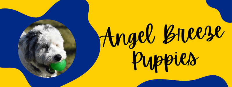 Blue and yellow decorative banner with a Sheepadoodle dog and text reading "Angel Breeze Puppies".