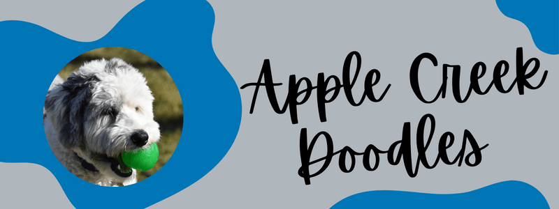 Grey and blue decorative banner with a Sheepadoodle dog and text next to it reading "Apple Creek Doodles".