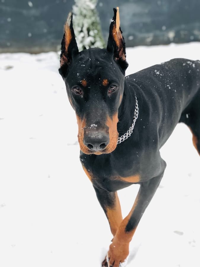 A full body shot of a black and rust Doberman dog outside in the snow.