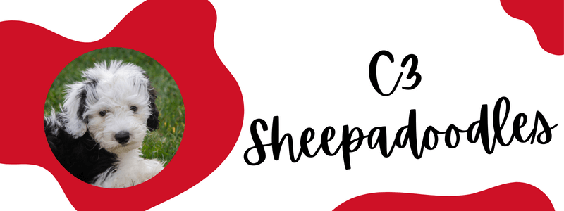 Red and white decorative banner with a Sheepadoodle dog and text saying "C3 Sheepadoodles".