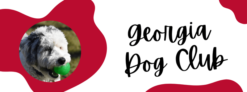 Red and white decorative banner with a Sheepadoodle and text saying "Georgia Dog Club".