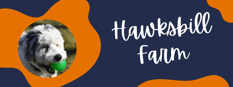 Decorative orange and navy banner with a Sheepadoodle dog next to text saying "Hawksbill Farm".