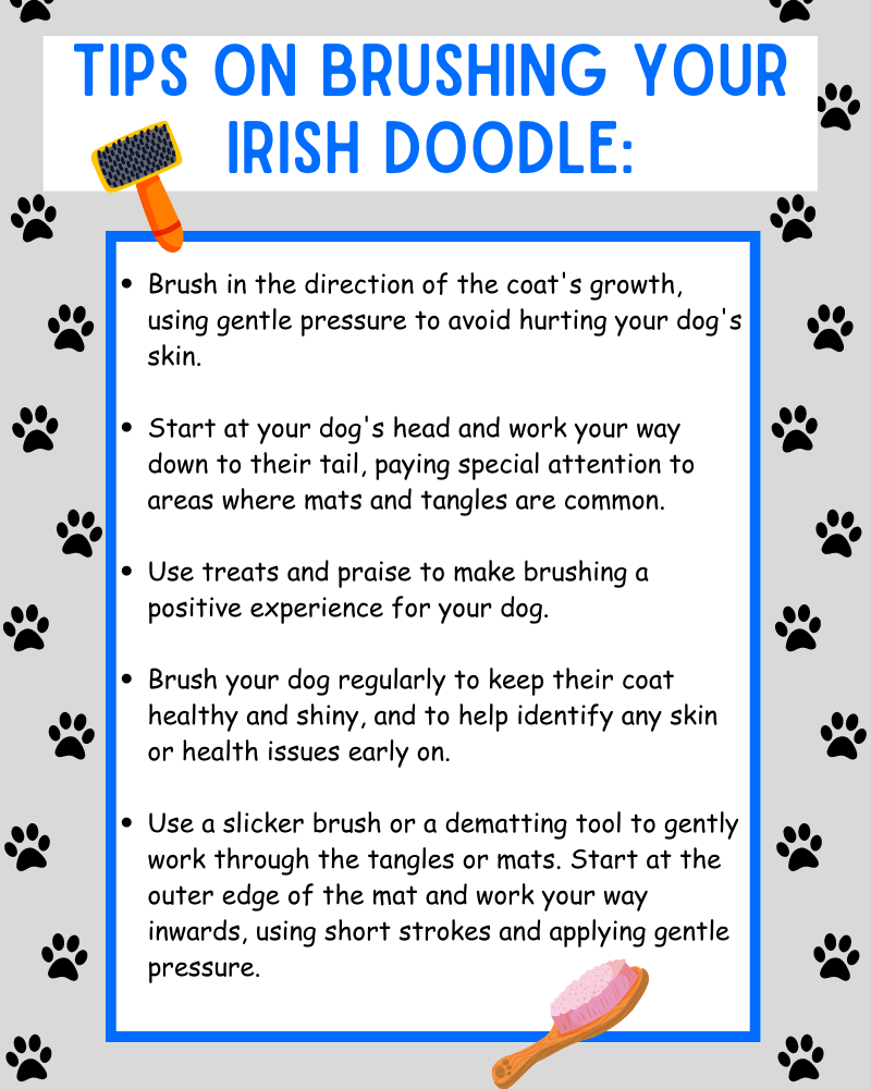 Infographic with a bulleted list providing tips on brushing an Irish Doodle.