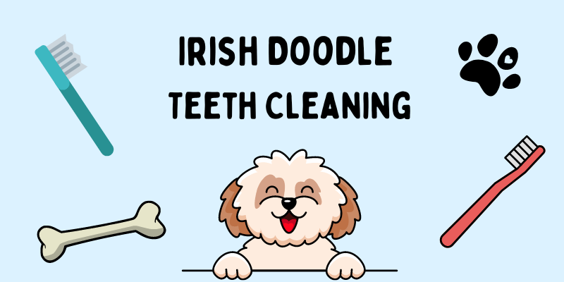 Decorative banner with cartoon toothbrushes and text saying "Irish Doodle Teeth Cleaning".