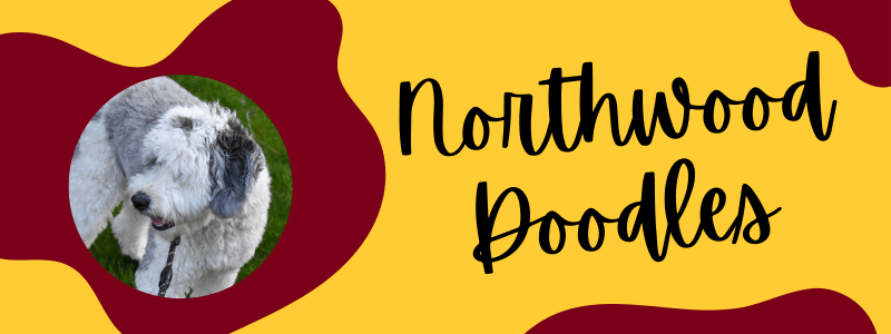 Decorative yellow and burgundy banner with a Sheepadoodle dog next to text saying "Northwood Doodles".