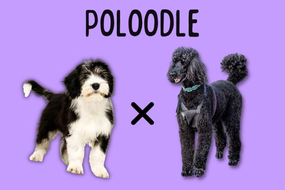 Polish Lowland Sheepdog next to a standard Poodle with text above saying "Poloodle".
