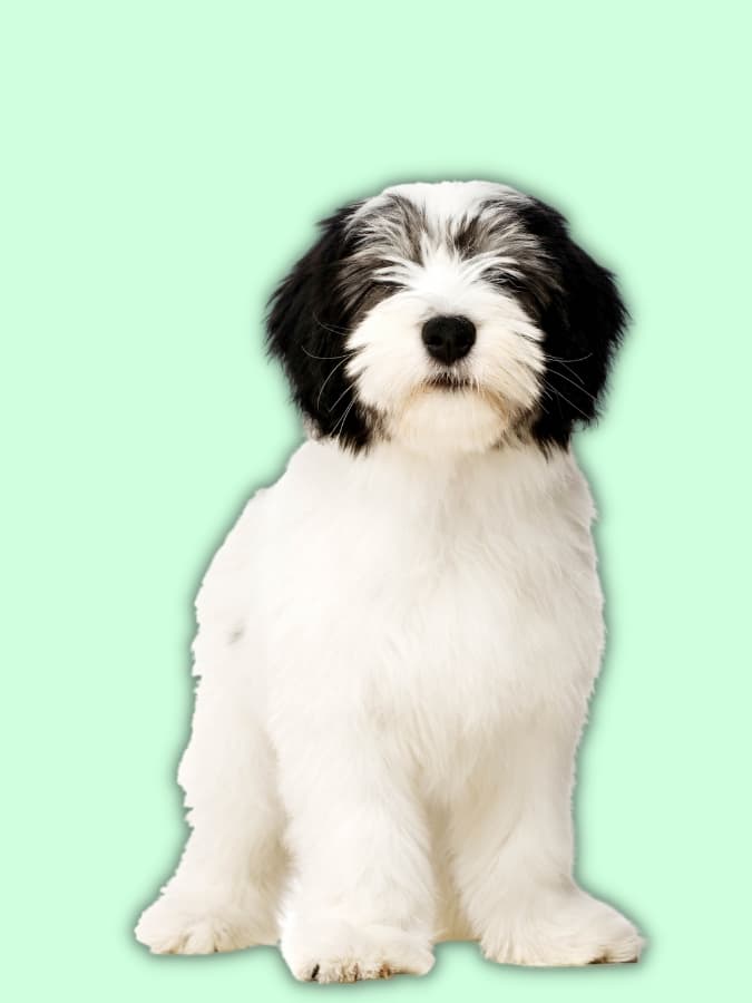 Black and white Polish Lowland Sheepdog sitting upright with a bright green background.