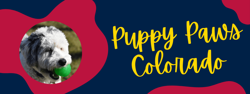 Decorative banner with navy and red colors and a Sheepadoodle dog next to text reading "Puppy Paws Colorado".