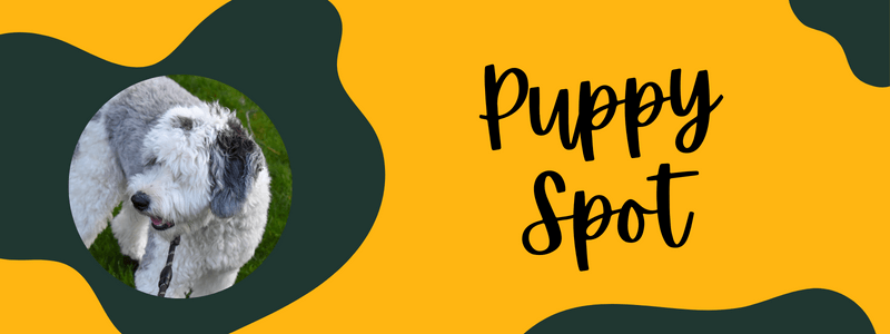 Decorative green and yellow banner with a Sheepadoodle dog next to text saying "Puppy Spot".