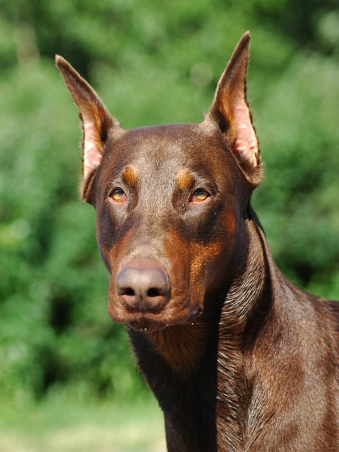 A headshot of a red and rust colored Doberman outside on a sunny day.