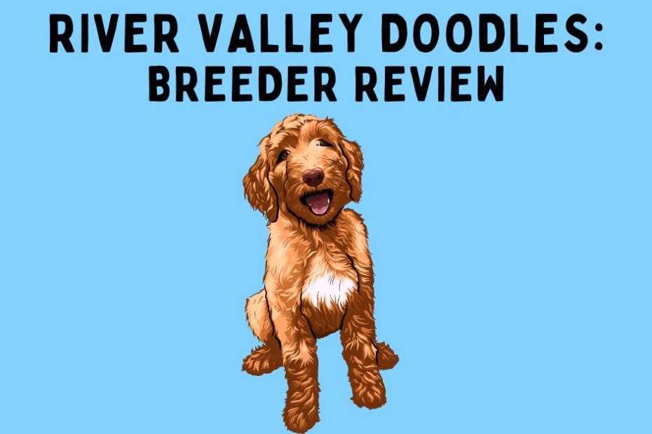 Cartoon Goldendoodle with text above saying "River Valley Doodles: Breeder Review".