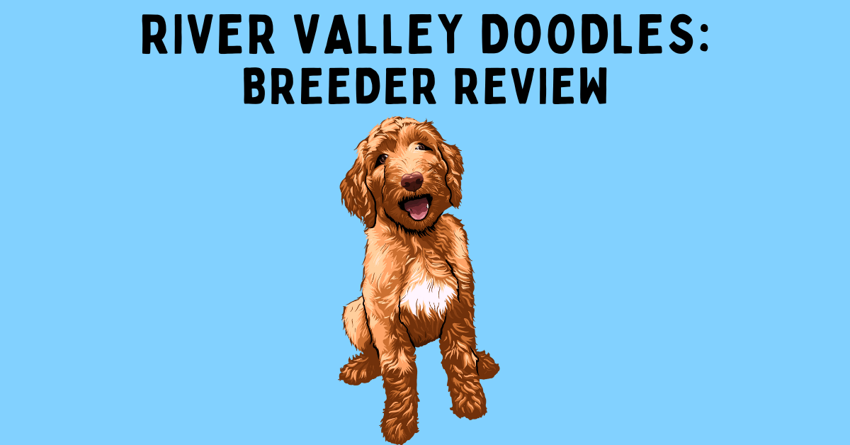 River Valley Doodles: Reviews, Breeder Info, & More!
