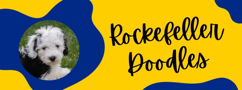 Blue and yellow decorative banner with a Sheepadoodle dog and text reading "Rockefeller Doodles".