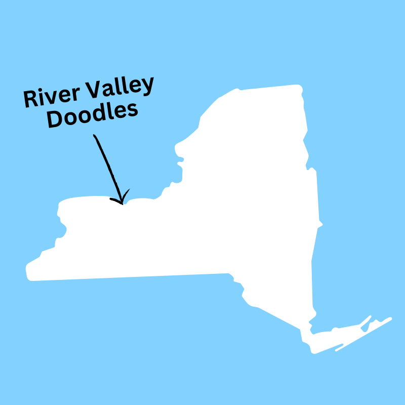 Map of the state of New York with an arrow pointing to Rochester with text saying "River Valley Doodles."