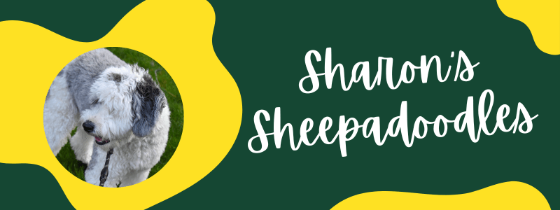 Decorative yellow and green banner with a Sheepadoodle dog next to text saying "Sharon's Sheepadoodles".