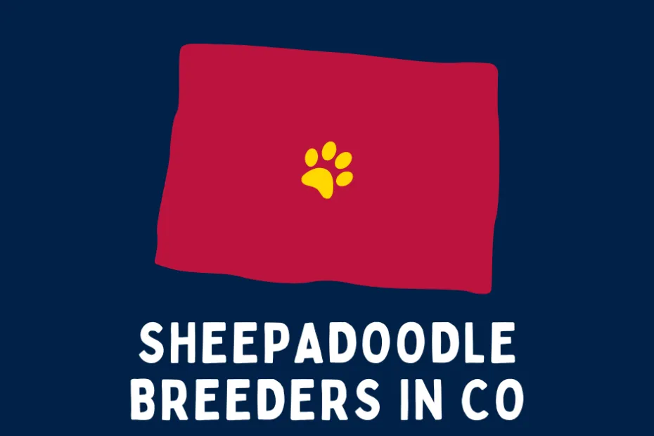 The state of Colorado with a paw in the middle and text below reading "Sheepadoodle breeders in CO".