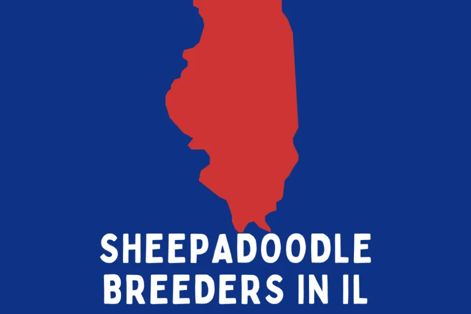 State of Illinois with text below reading "Sheepadoodle Breeders in IL".