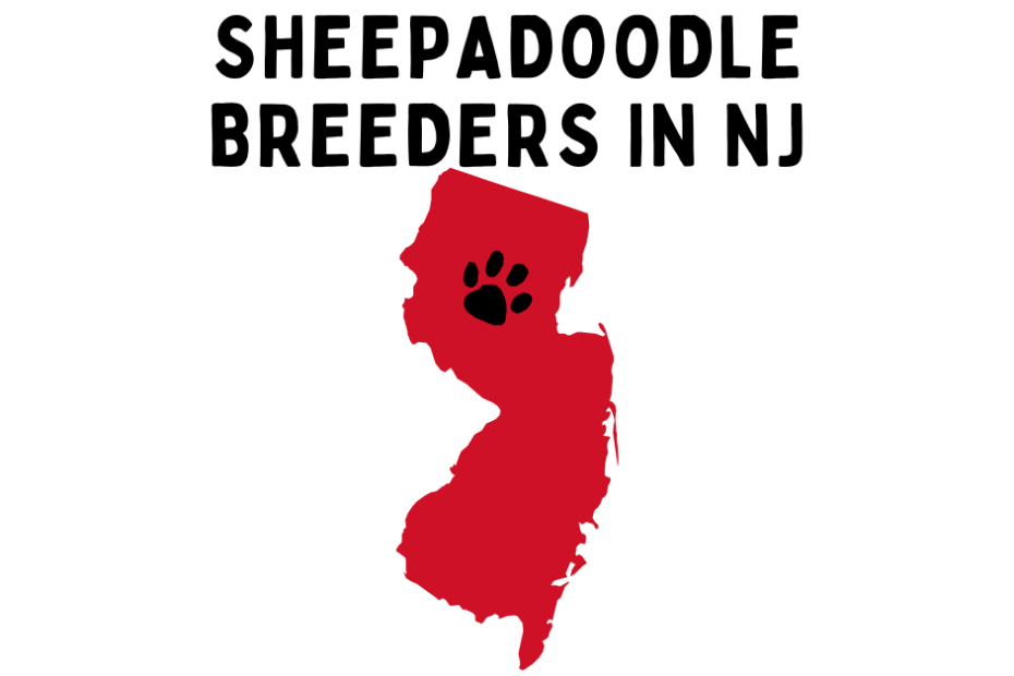 State of New Jersey colored red with text above saying "Sheepadoodle Breeders in NJ".