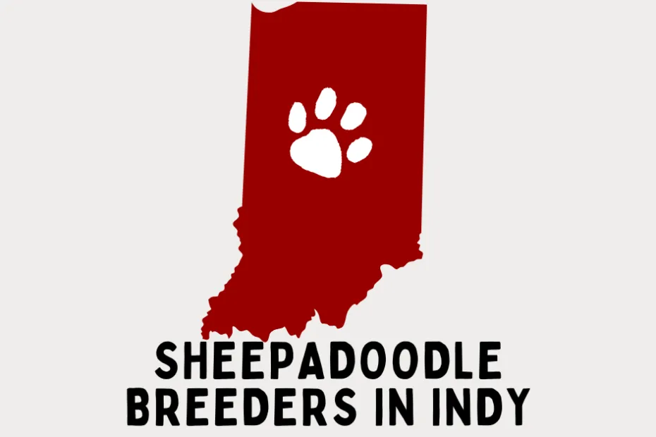 State of Indiana with text below reading "Sheepadoodle Breeders in Indy".