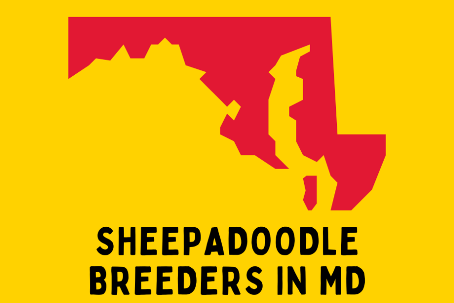 State of Maryland with text below "Sheepadoodle Breeders in MD".
