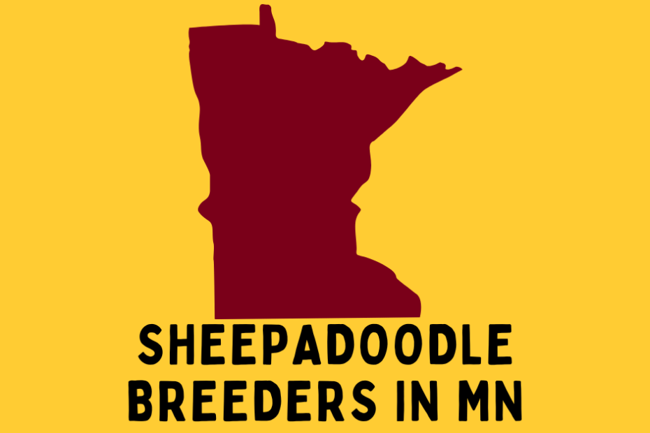 State of Minnesota with text below saying "Sheepadoodle Breeders in MN".