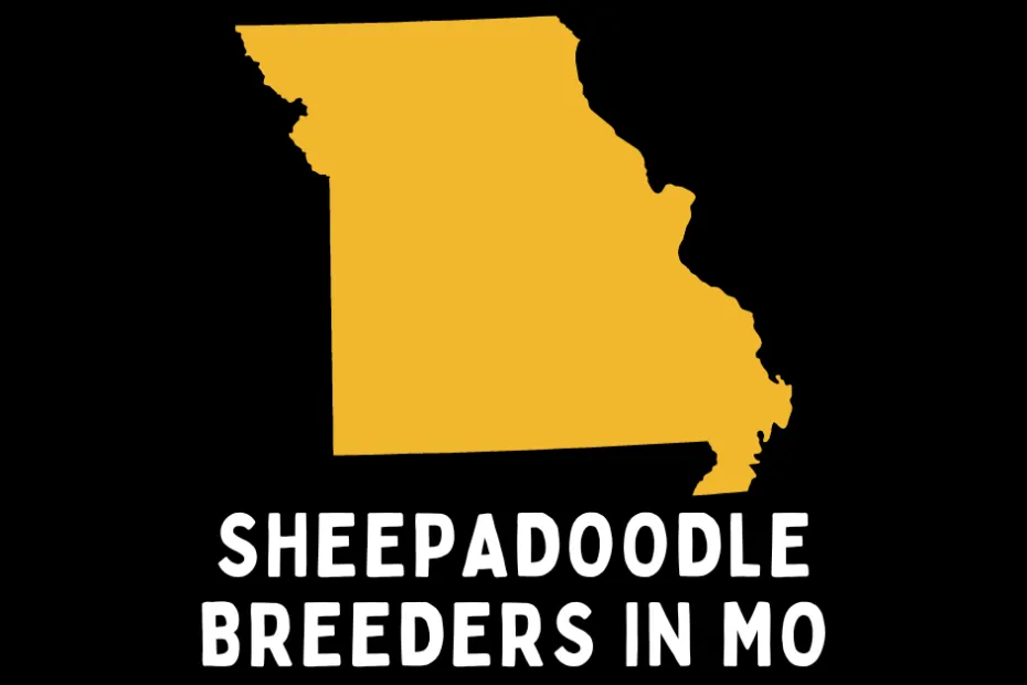 State of Missouri with text below saying "Sheepadoodle Breeders in MO".