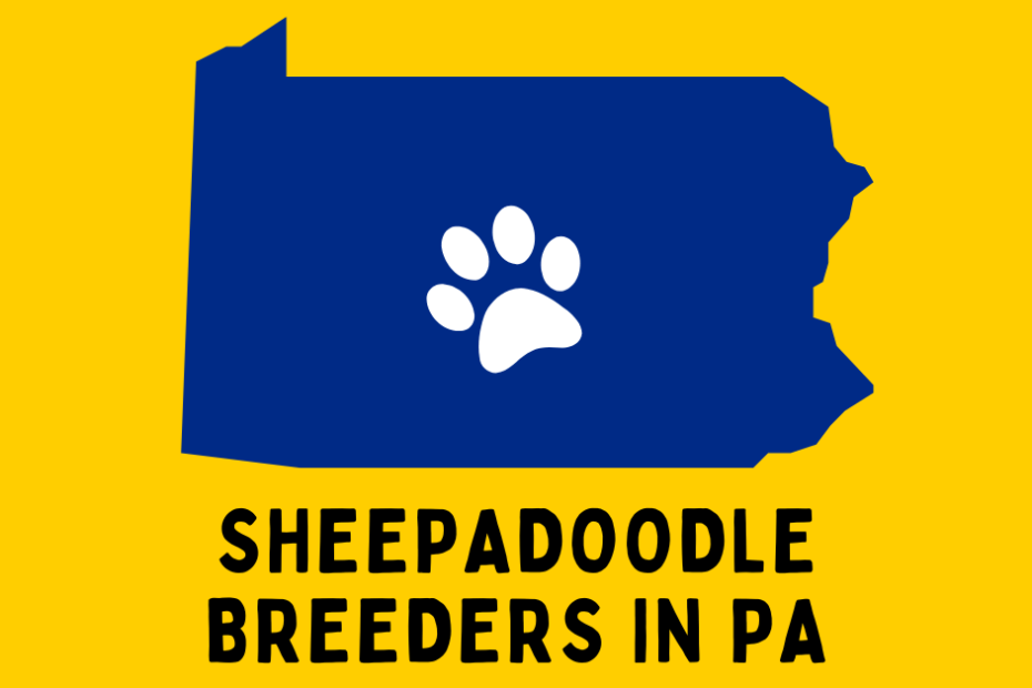 The state of Pennsylvania with text below reading "Sheepadoodle Breeders in PA".