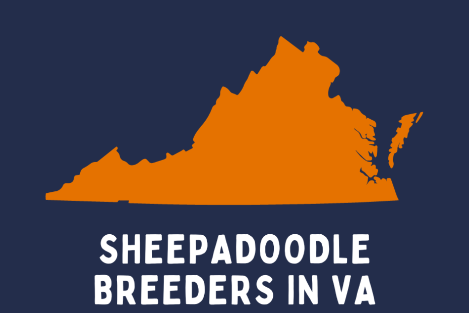 The state of Virginia with text below saying "Sheepadoodle Breeders in VA".